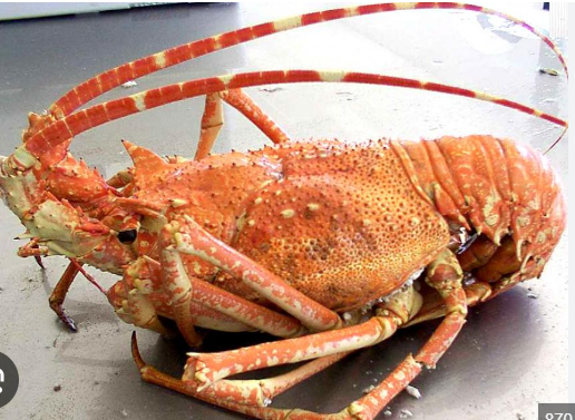Spiny lobster 1 Kg 