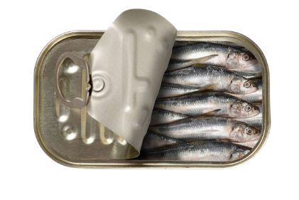 Sardines